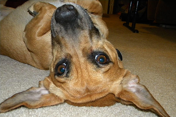 Relaxed dog boarding at our animal hospital