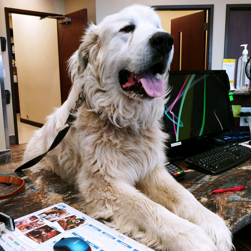 Dog on desk